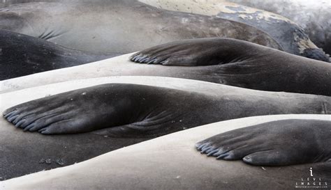 What does a seal sound like 6 feet) long and 50–130 kg (110–290 pounds), but some female fur seals weigh less